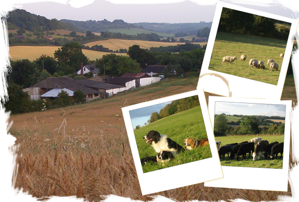 Meet the rest of the farm